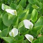 Calla palustris पत्ता