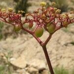 Cyphostemma seitzianum Flor