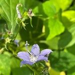 Campanula americana Fleur