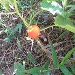 Solanum capsicoides Φρούτο