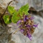 Paederota bonarota Blomma