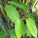 Thunbergia laevis Blad