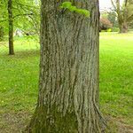 Tilia cordata Bark