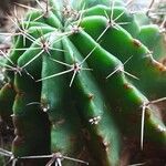 Echinopsis oxygona 其他