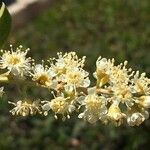Prunus ilicifolia 花