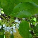 Aegiceras corniculatum Flower