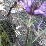 Phyteuma hedraianthifolium Flower