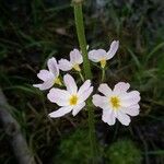 Hottonia palustris 花