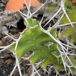 Euphorbia grandicornis Leaf