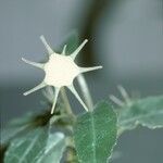 Dorstenia foetida Kukka