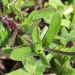 Silene gallica Leaf