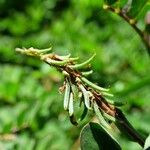 Indigofera hendecaphylla Frukt