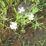 Mayaca fluviatilis 花