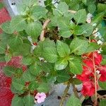 Impatiens walleriana Pokrój