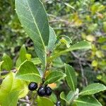 Ilex coriacea Leaf