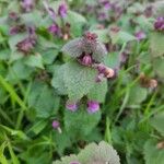 Lamium purpureumপাতা