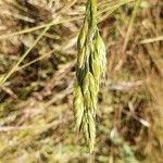 Bromus secalinus Levél