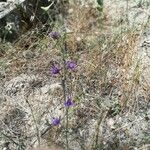 Delphinium peregrinum Floare