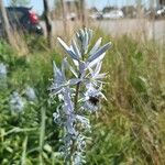 Camassia cusickii Flower