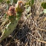 Opuntia macrorhiza Plod