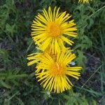 Inula salicinaBlüte