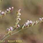 Limonium legrandii Drugo