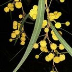 Acacia retinodes Лист