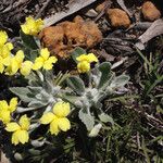 Goodenia affinis Plante entière