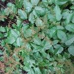 Astilbe simplicifolia Blad