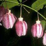 Passiflora gabrielliana Flower