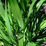 Lolium giganteum Blatt