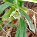 Dichaea panamensis Flor