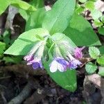 Pulmonaria obscura 整株植物