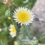 Sonchus oleraceus Flor