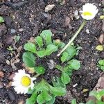 Bellis perennis ശീലം