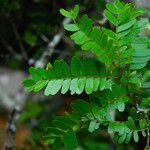 Tessmannia anomala Hoja