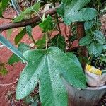 Cecropia albicans Liść