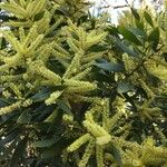 Acacia longifolia Цветок