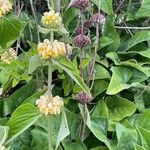 Phlomis russeliana Плод