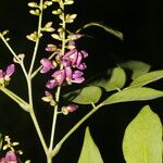 Lonchocarpus parviflorus Kukka
