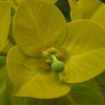 Euphorbia luteoviridis