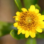 Borrichia arborescens Květ