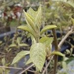 Callicarpa bodinieri Листок