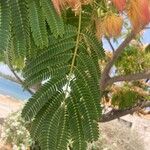 Albizia julibrissinLeht