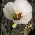 Calochortus bruneaunis Fiore