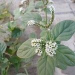 Heliotropium europaeum Flower