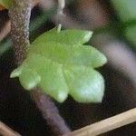 Euphrasia picta Leaf