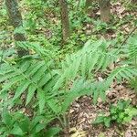 Jacobaea othonnae Hoja