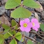 Oxalis latifolia Květ