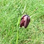 Fritillaria tubaeformis Õis